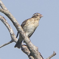 Clay-colored Sparrow